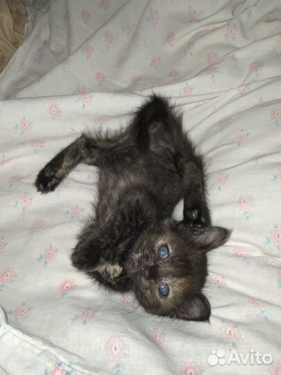 Черный котенок