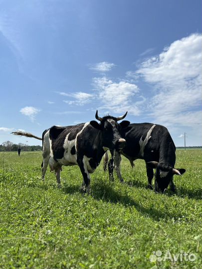 Коровы дойные молочные