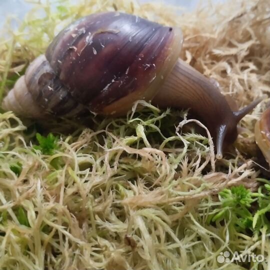 Ахатина фулика