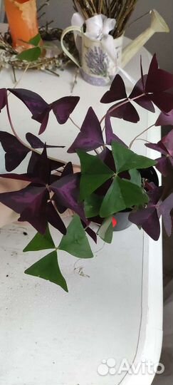 Кислица оксалис