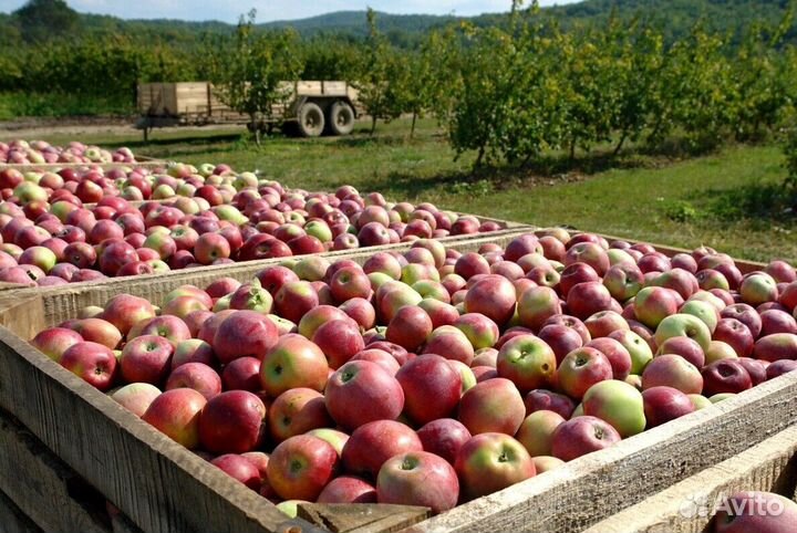 Работник по сборке яблок в саду