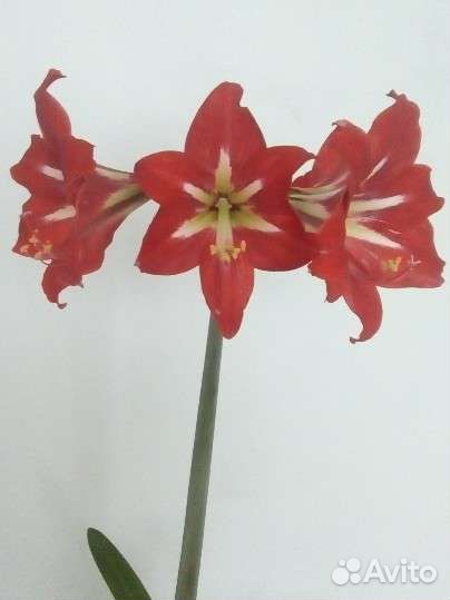 Гиппеаструм (амариллис)