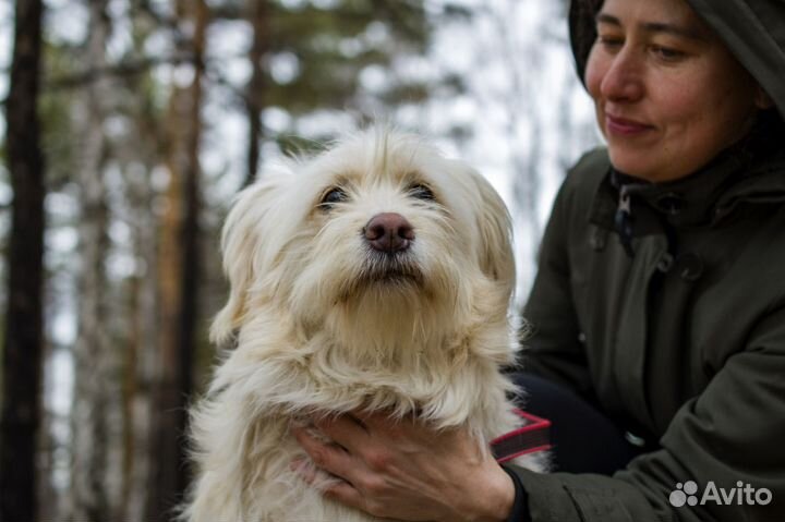 Собака в добрые руки
