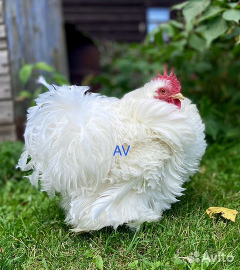 Карликовые кохинхины