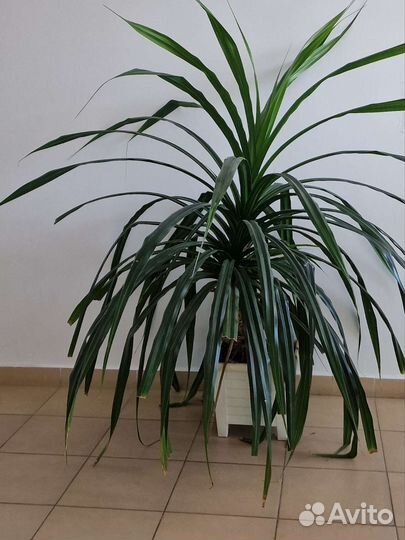 Пандан (винтовая пальма)