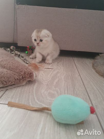 Шотландский вислоухий котенок шиншилла