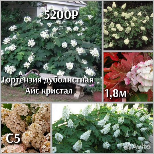 Гортензия дуболистная