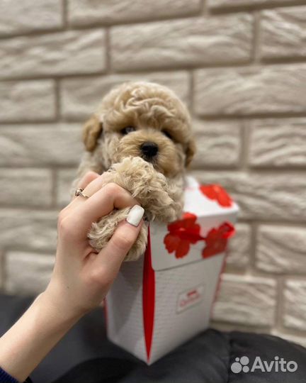 Мальтипу f1 mini корея тедди эксклюзив