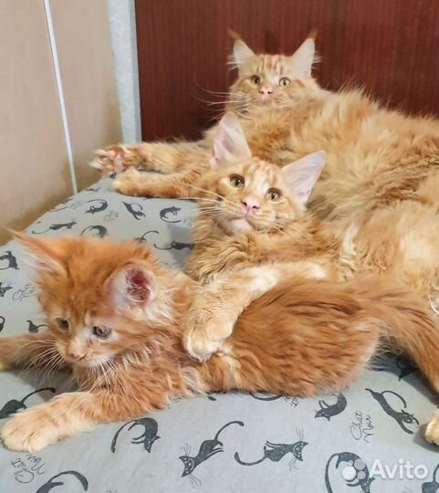 Котята мейн-кун
