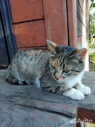 Кошки в добрые руки