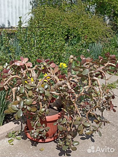 Алое, Толстянка