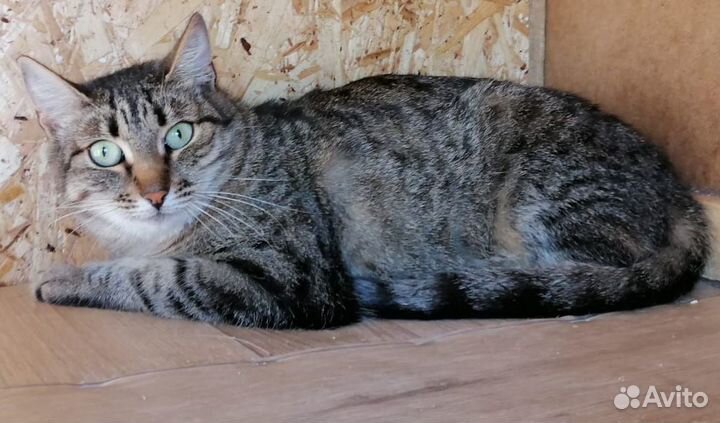 Полосатая кошка Жози, привита, стерилизована