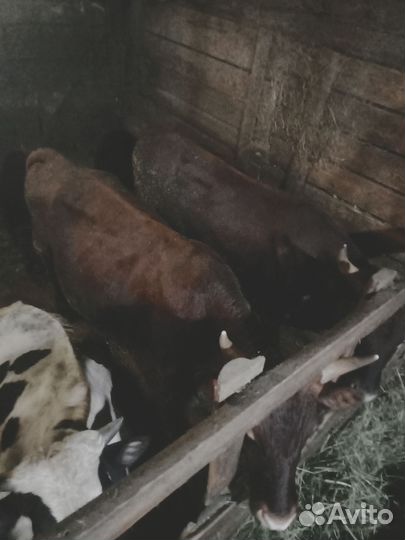 Быки на племя