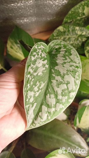 Сциндапсус треби экзотика