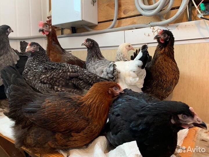 Живая птица. Семейная ферма Раковских