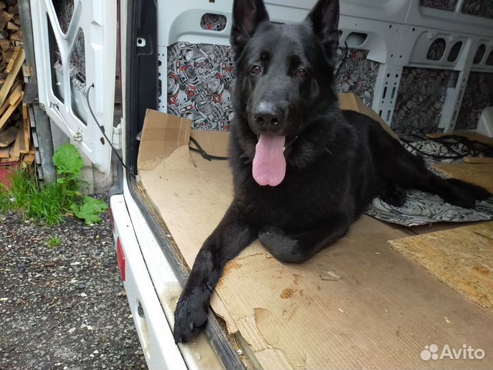 Вязка кобель вео