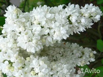 Бузульник брит Мари кроуфорд