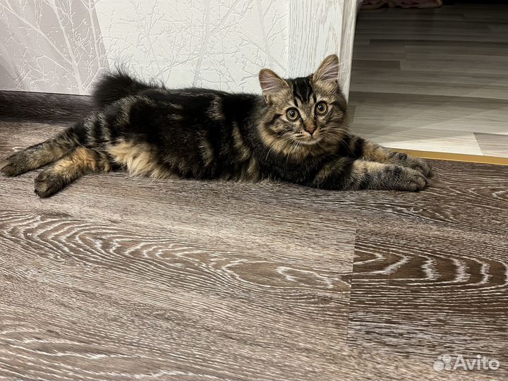 Кот курильский бобтейл