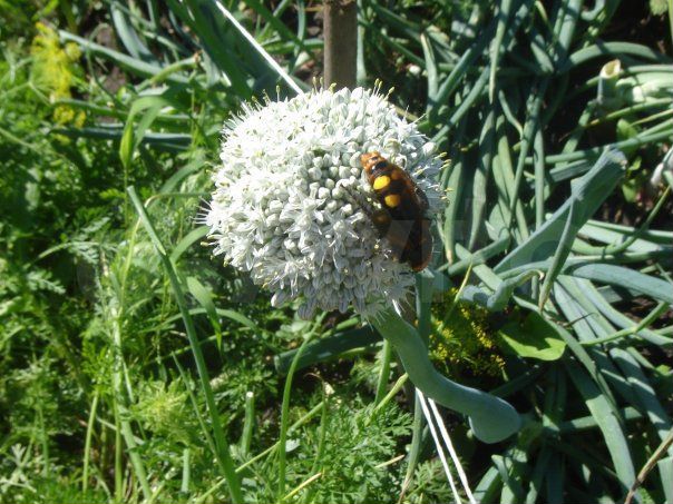 Дом 31,9 м² на участке 7 сот.