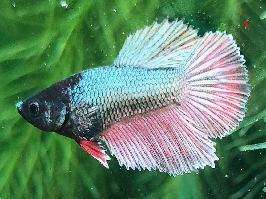 Рыбка Петушок (Betta Splendens)