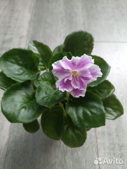 Фиалки сортовые