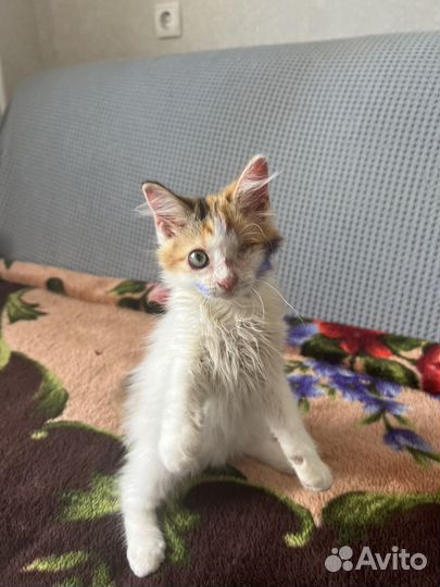 Котята в добрые руки бесплатно