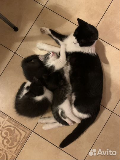 Котята в добрые руки
