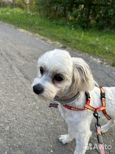 Передежка собак