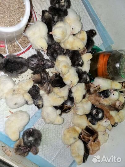 Цыплята суточные, подрощенные