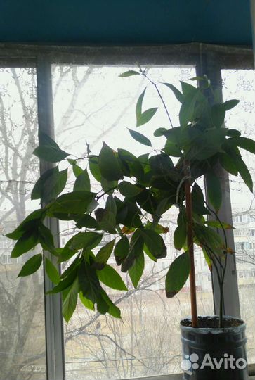 Комнатные цветы в хорошие руки