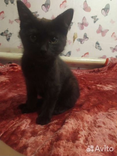 Котёночек в добрые руки