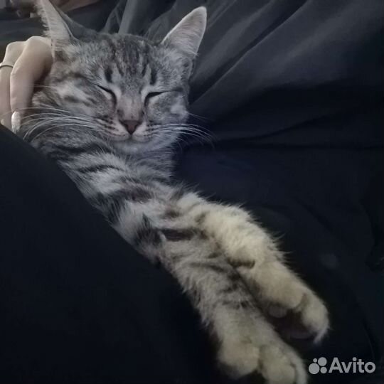 Кошка в добрые руки