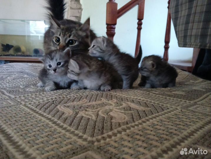 Бенгальские котята