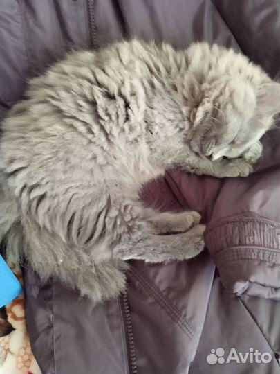 Кошечка 3 месяца