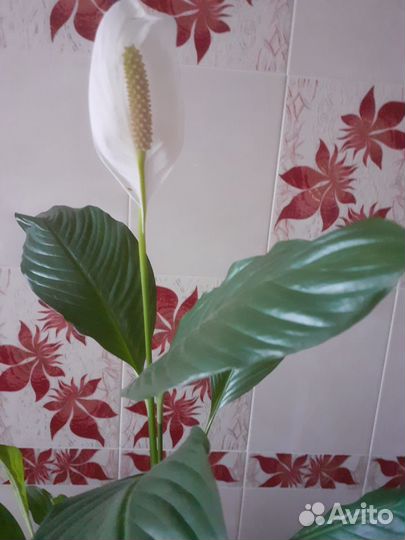 Спатифиллум (женское счастье)