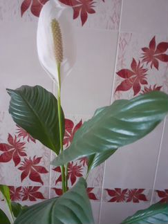 Спатифиллум (женское счастье)