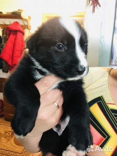 Щенки в добрые руки