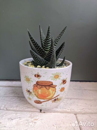 Алое в керамике 