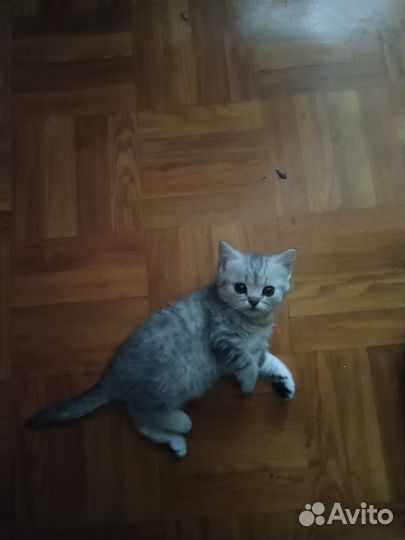 Британская шиншила