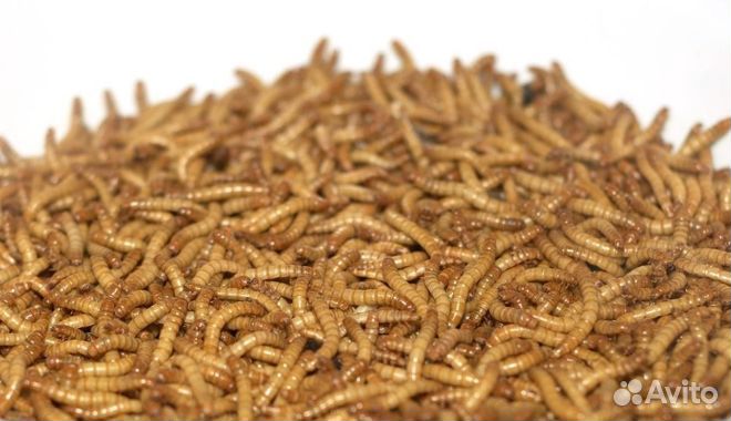 Мраморный таракан блаптика мучник зофобас знахарь