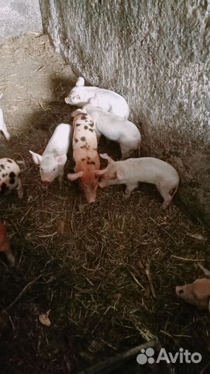 Поросенок на племя, обмен