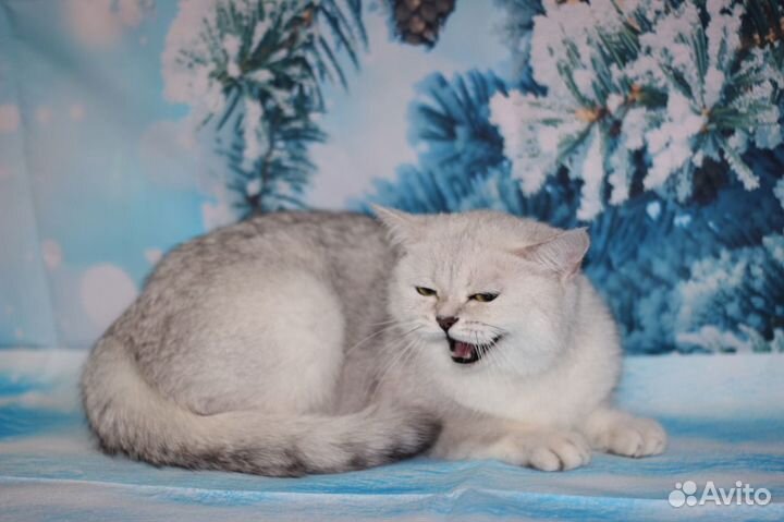 Британская серебристая шиншилла Ns11 33Разведение