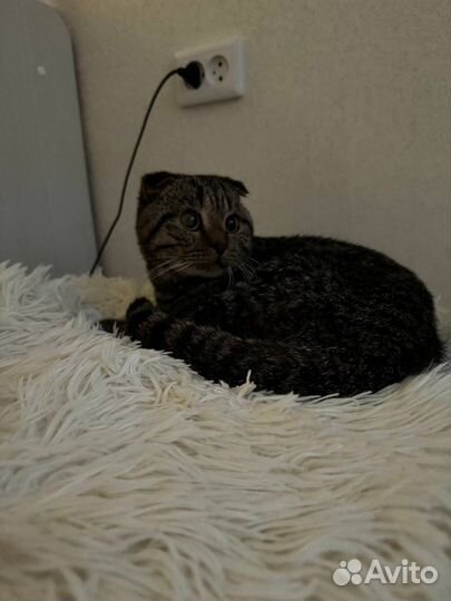 Кот шотландский вислоухий