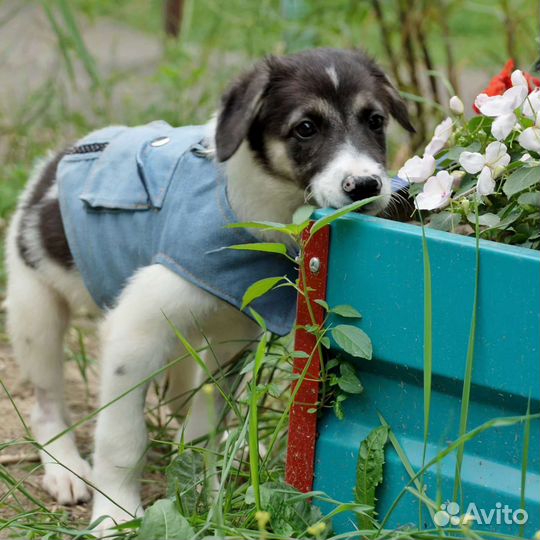 Щенок, умный, озорной в добрые руки