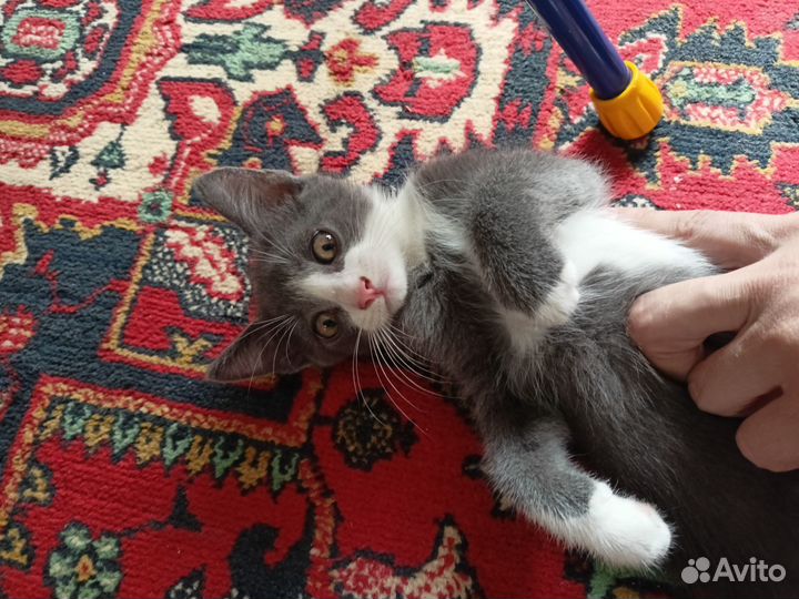 Котенок котик в добрые руки