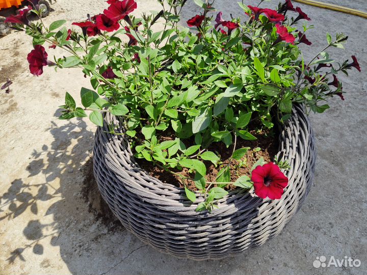 Петуния цветущая в кашпо