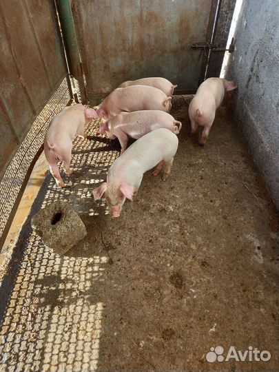 Поросята ландрас