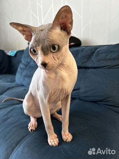 Канадский сфинкс, кот