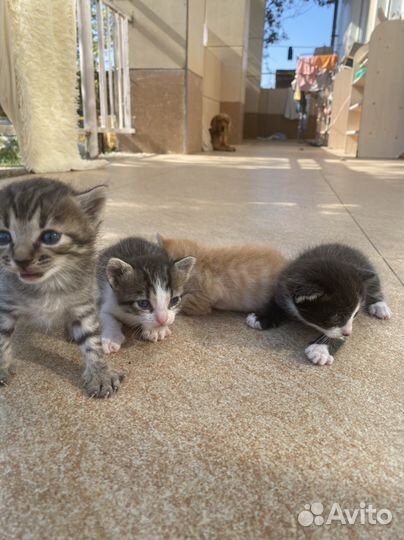 Котята в добрые руки