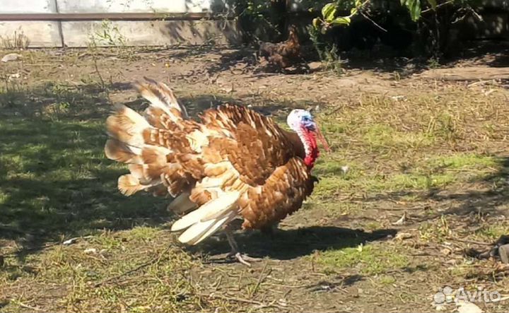 Индюки семья